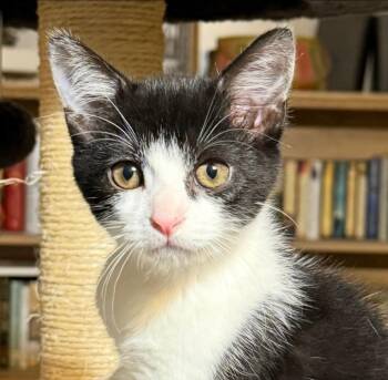 Jiu Jitsu (Juju) -  Domestic Short Hair Cat for Adoption in Lexington, Kentucky - Jiu Jitsu (Juju) | PetCurious