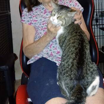 Equinox -  Domestic Short Hair Cat for Adoption in Wakefield, Massachusetts - Equinox | PetCurious