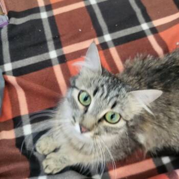 Kendall -  Domestic Medium Hair Cat for Adoption in Kanab, Utah - Kendall | PetCurious