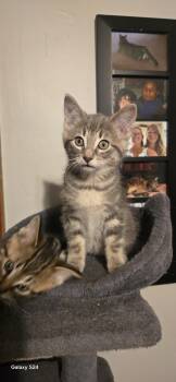 Pina Colada -  Domestic Short Hair Cat for Adoption in Walled Lake, Michigan - Pina Colada | PetCurious