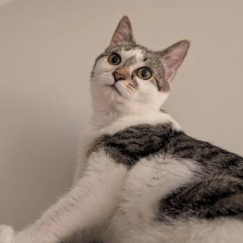 Rescue Domestic Short Hair Cats for Adoption in Fairfax Station, Virginia - Daisy | PetCurious