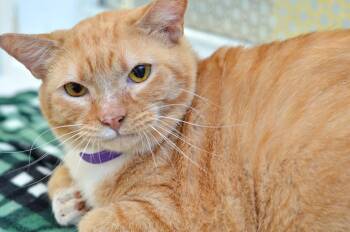 Domestic Short Hair and Tiger Cats Available for Adoption - Sam | PetCurious
