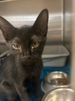 Henry -  Domestic Short Hair Cat for Adoption in Chico, California - Henry | PetCurious