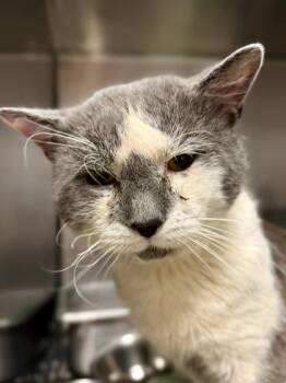 Domestic Short Hair Cats Available for Adoption - Cricket | PetCurious