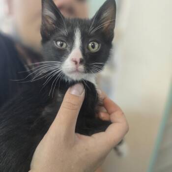 Domestic Short Hair Cats Available for Adoption in Globe, Arizona - Damon | PetCurious