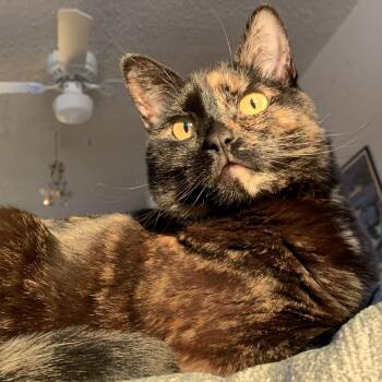 Rehya -  Tabby Cat for Adoption in Newport, Oregon - Rehya | PetCurious