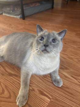 Sammy -  American Shorthair Cat Available for Adoption in Naples, Florida - Sammy | PetCurious