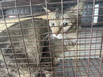 Rescue Domestic Short Hair Cats for Adoption in Houston, Texas - SIERRA | PetCurious