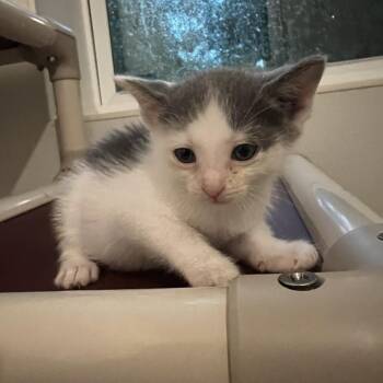 Puma Furman -  Domestic Short Hair Cat for Adoption in Brighton, Missouri - Puma Furman | PetCurious