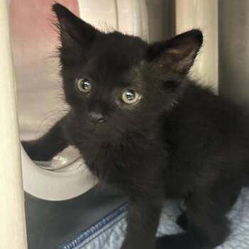 Jaguar -  Domestic Short Hair Cat for Adoption in Murray, Utah - Jaguar | PetCurious
