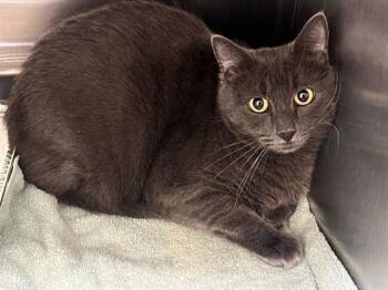 JARED -  Domestic Long Hair Cat for Adoption in Tustin, California - JARED | PetCurious