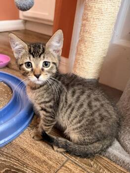 Domestic Short Hair and Tabby Cats Available for Adoption in Orlando, Florida - Toulouse | PetCurious