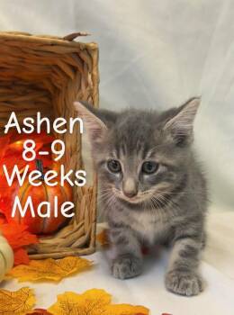 Rescue Domestic Short Hair Cats for Adoption in Tama, Iowa - Ashen | PetCurious