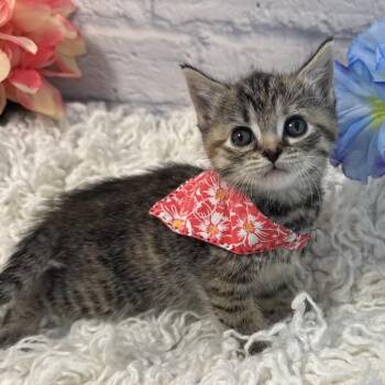 Silas -  Domestic Short Hair Cat for Adoption in Harrisonburg, Virginia - Silas | PetCurious