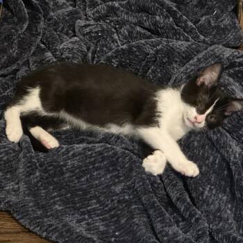 Aragorn -  Domestic Short Hair Cat for Adoption in Chicago, Illinois - Aragorn | PetCurious