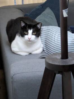 Domestic Short Hair Cats Available for Adoption - Cookie  | PetCurious