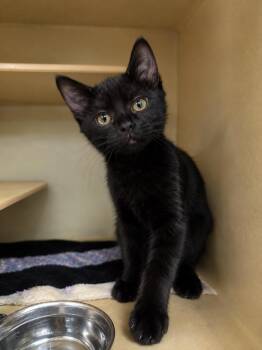 Priya 2 -  Domestic Short Hair Cat for Adoption in Fort Lupton, Colorado - Priya 2 | PetCurious