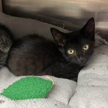 Razz -  Domestic Short Hair Cat for Adoption in Knoxville, Tennessee - Razz | PetCurious