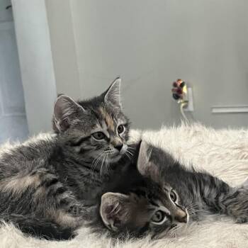 Eleven -  Domestic Short Hair Cat for Adoption in Jupiter, Florida - Eleven | PetCurious