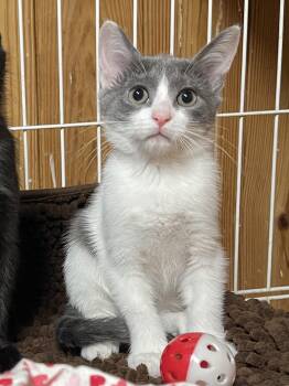 Domestic Short Hair Cats Available for Adoption in Warren, New Jersey - Moonlight | PetCurious