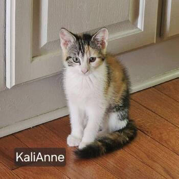 KaliAnne_3 -  Domestic Short Hair Cat for Adoption in Rochester, Minnesota - KaliAnne_3 | PetCurious