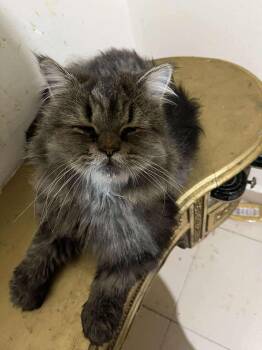 Rescue Manx Cats for Adoption in Brampton, Ontario - Starburst | PetCurious