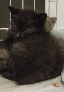Ranger -  Domestic Short Hair Cat for Adoption in Saint Clairsville, Ohio - Ranger | PetCurious