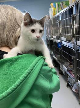 Trudy - At the Shelter -  Domestic Medium Hair Cat for Adoption in Rustburg, Virginia - Trudy - At The Shelter | PetCurious