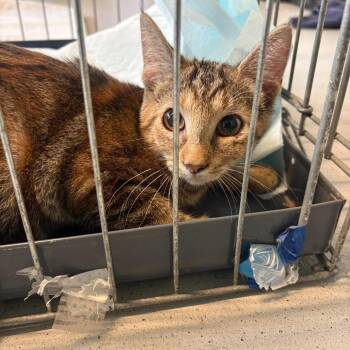 Lencho -  Domestic Short Hair Cat for Adoption in Huntington, West Virginia - Lencho | PetCurious