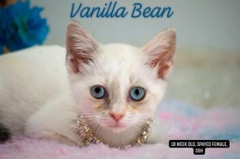 Vanilla Bean -  Domestic Short Hair Cat for Adoption in Sevierville, Tennessee - Vanilla Bean | PetCurious