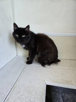 Cassie -  Domestic Long Hair Cat for Adoption in Maquoketa, Iowa - Cassie | PetCurious