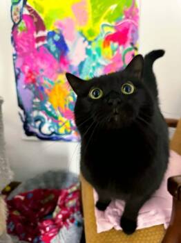 Domestic Medium Hair Cats Available for Adoption in Effingham, Illinois - Leather | PetCurious