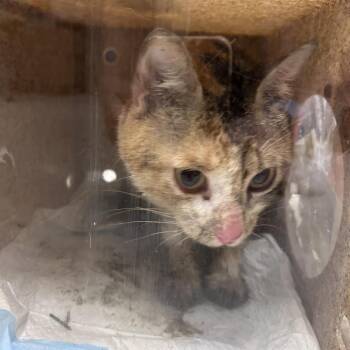 Marigold -  Domestic Short Hair Cat for Adoption in Philadelphia, Pennsylvania - Marigold | PetCurious