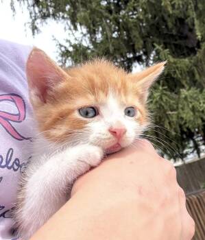Maple Syrup Ott -  Domestic Short Hair Cat for Adoption in Poplar Grove, Illinois - Maple Syrup Ott | PetCurious