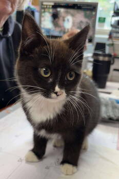 Rescue Domestic Short Hair Cats for Adoption in Rustburg, Virginia - Chipper - At Shelter | PetCurious