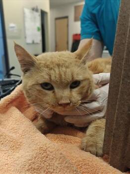 Domestic Short Hair Cats Available for Adoption - TIGER | PetCurious