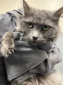 Domestic Long Hair Cats Available for Adoption in Las Vegas, Nevada - CHURCHILL | PetCurious