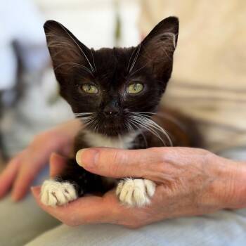 Annie Airy -  Domestic Medium Hair Cat for Adoption in Sequatchie, Tennessee - Annie Airy | PetCurious