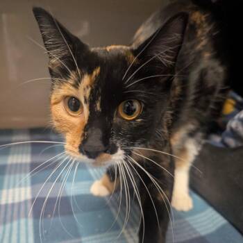 Reyna -  Domestic Short Hair Cat for Adoption in Watertown, New York - Reyna | PetCurious
