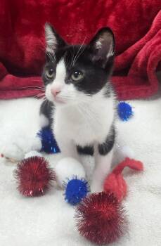 Barcode -  Domestic Short Hair Cat for Adoption in Little Rock, Arkansas - Barcode | PetCurious