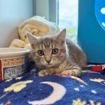 SENSEI -  Domestic Short Hair Cat for Adoption in Leesburg, Virginia - SENSEI | PetCurious