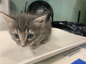 BINX -  Domestic Short Hair Cat for Adoption in Grand Prairie, Texas - BINX | PetCurious