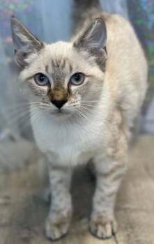 Rhymes -  Domestic Short Hair and Siamese Cat for Adoption in Shreveport, Louisiana - Rhymes | PetCurious