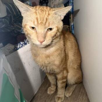 Bobby Nash -  American Shorthair Cat for Adoption in New York, New York - Bobby Nash | PetCurious
