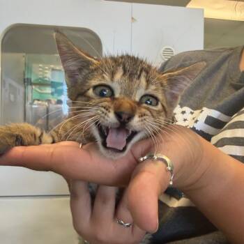 Domestic Short Hair Cats Available for Adoption in Lake Jackson, Texas - Scott | PetCurious