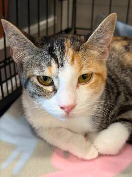 Lily (and Jett) -  Calico and Domestic Short Hair Cat for Adoption in Walnut Creek, California - Lily (and Jett) | PetCurious