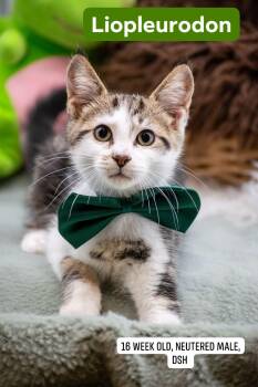 Liopleurodon -  Domestic Short Hair Cat for Adoption in Sevierville, Tennessee - Liopleurodon | PetCurious