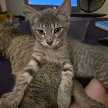 Norman -  Domestic Short Hair Cat for Adoption in Kingman, Arizona - Norman | PetCurious