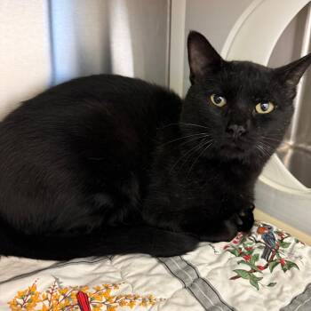 Sacco -  Domestic Short Hair Cat for Adoption in Norman, Oklahoma - Sacco | PetCurious