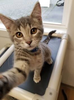 Sabrina -  Tabby and Domestic Short Hair Cat Available for Adoption in Montour Falls, New York - Sabrina | PetCurious
